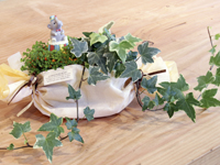寄せ植えA