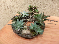 多肉植物