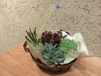 多肉植物