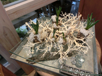 アルパカ